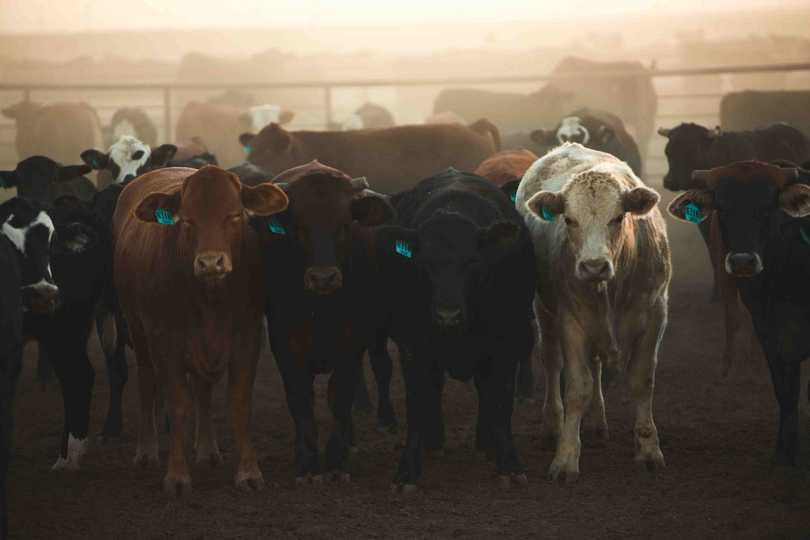 Home Kirkland Feedyard Feedyard in Vega, Texas